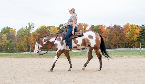 A Paint Western Horse Walking