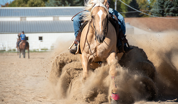 Palomino Reining Horse